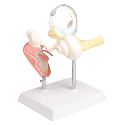 Labyrinthe avec osselets et tympan Erler Zimmer