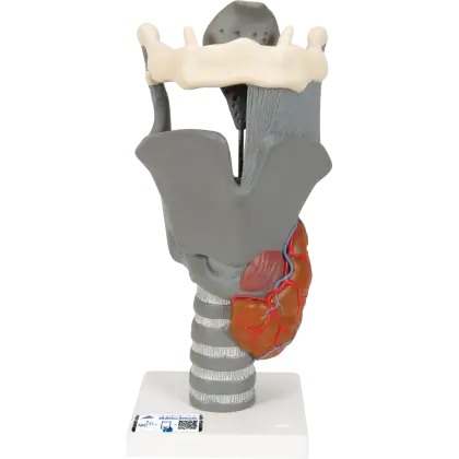 Larynx fonctionnel, agrandi 2,5 fois, G20 3B Scientific