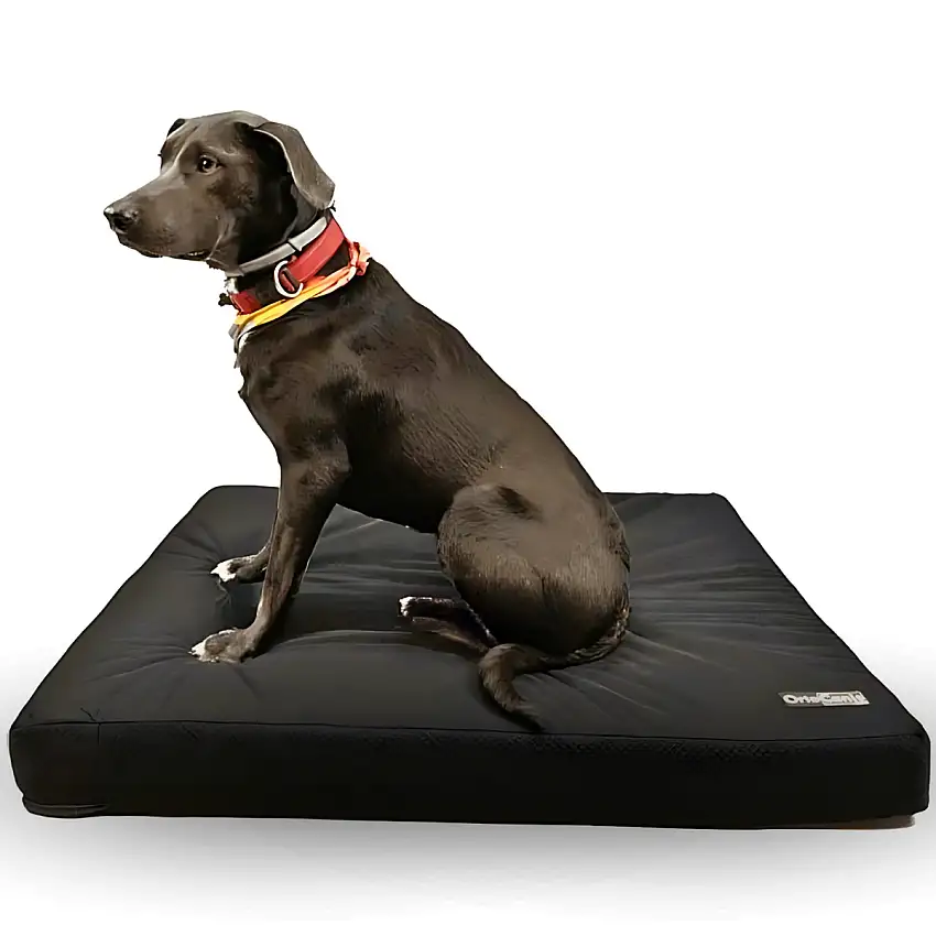 Matelas Viscoélastique Chiens Housse Imperméable | 4 Tailles - 50 x 60 x 6 cm (Taille S)