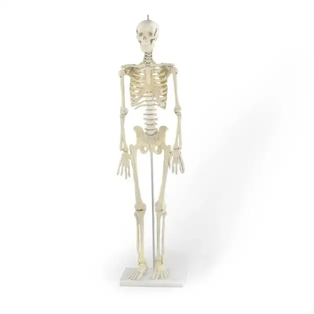 Squelette miniature Patrick