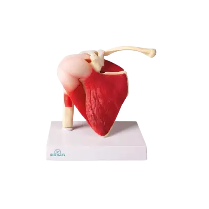 Modèle anatomique articulation épaule humaine, grandeur nature avec muscles Erler Zimmer