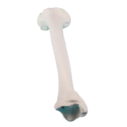 Modèle anatomique d'os de tibia Erler Zimmer