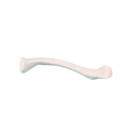 Modèle anatomique de clavicule droite Erler Zimmer