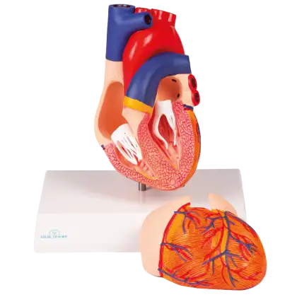 Modèle anatomique de cœur grandeur nature Erler Zimmer, 2 parties