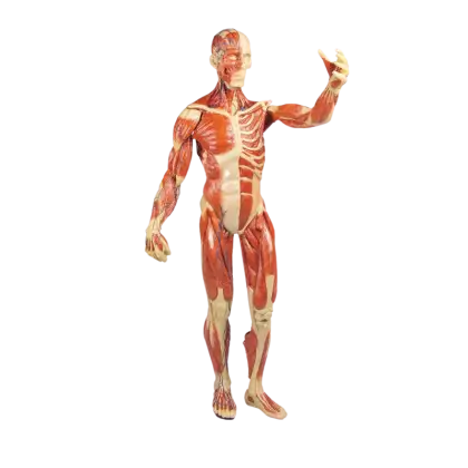 Modèle anatomique de muscle, 1/3 grandeur nature Erler Zimmer
