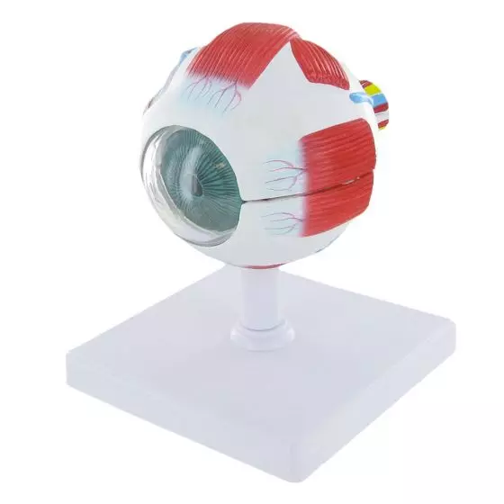 Modèle anatomique d’œil pour enseignement Mediprem