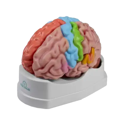 Modèle anatomique du cerveau avec régions et fonctions Erler Zimmer, 5 pièces