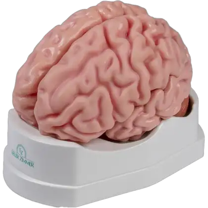 Modèle anatomique du cerveau Erler Zimmer