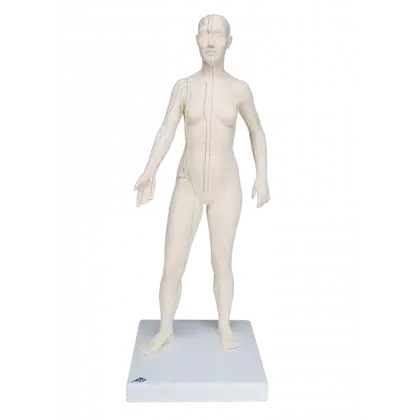 Modèle d'acupuncture - corps féminin