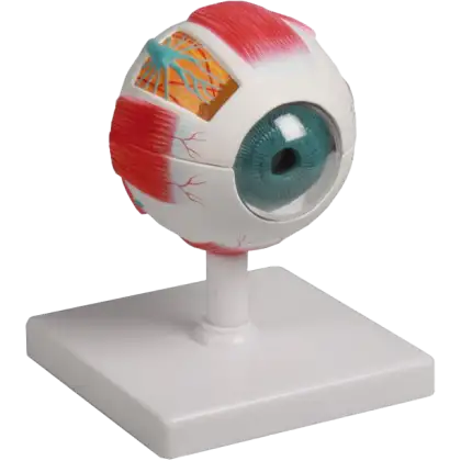 Modèle d'œil Erler Zimmer