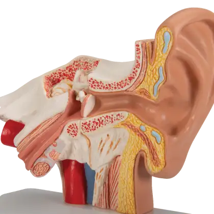 Modèle d'oreille de bureau - agrandi 1,5 fois - E12 3B Scientific