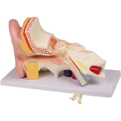 Modèle d'oreille en 4 parties Erler Zimmer