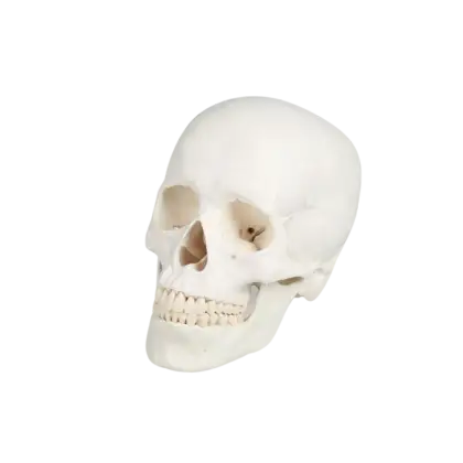Modèle de crâne humain 3 parties Erler Zimmer