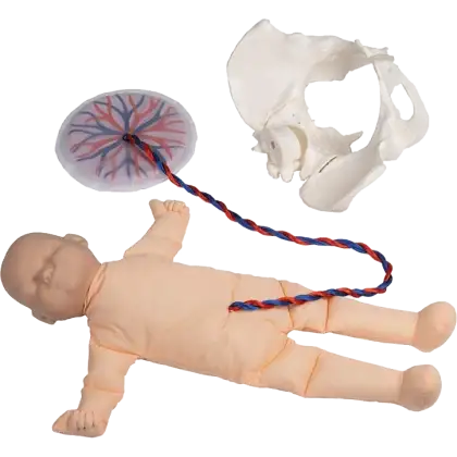 Modèle de démonstration pelvis féminin avec fœtus et placenta