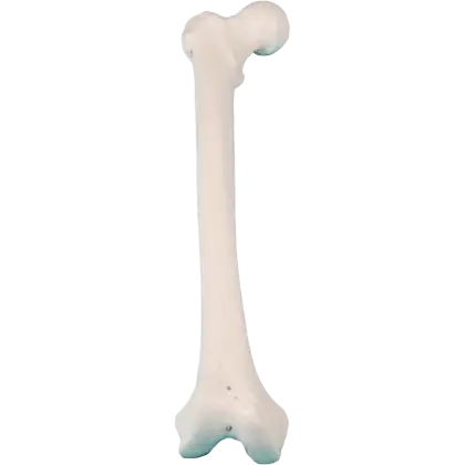 Modèle de fémur Erler Zimmer