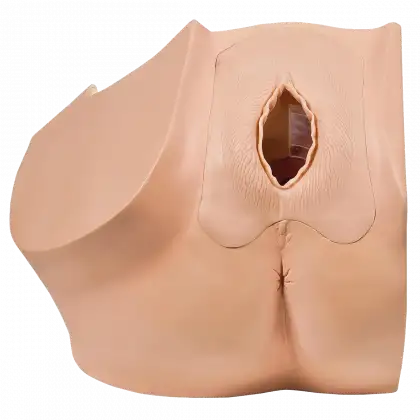 Modèle gynécologique P53 - 3B Smart Anatomy