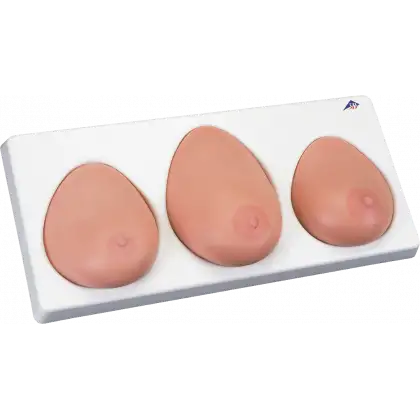 Modèle de palpation mammaire 3B L55
