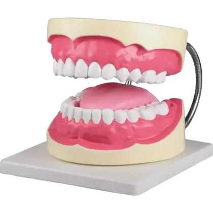 Modèle de soins dentaires agrandi Erler Zimmer