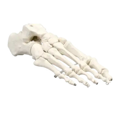 Modèle de squelette du pied humain Erler Zimmer