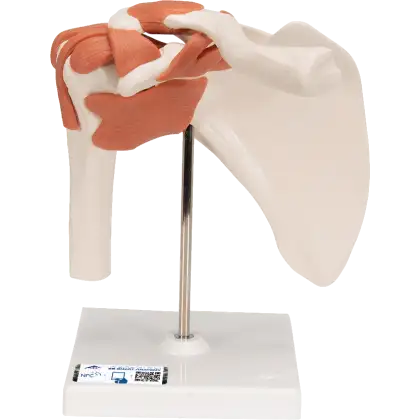 Modèle fonctionnel de l'articulation de l'épaule 3B Scientific