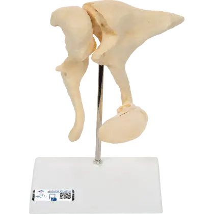 Modèle osselets – Grossissement x 20 - 3B Scientific
