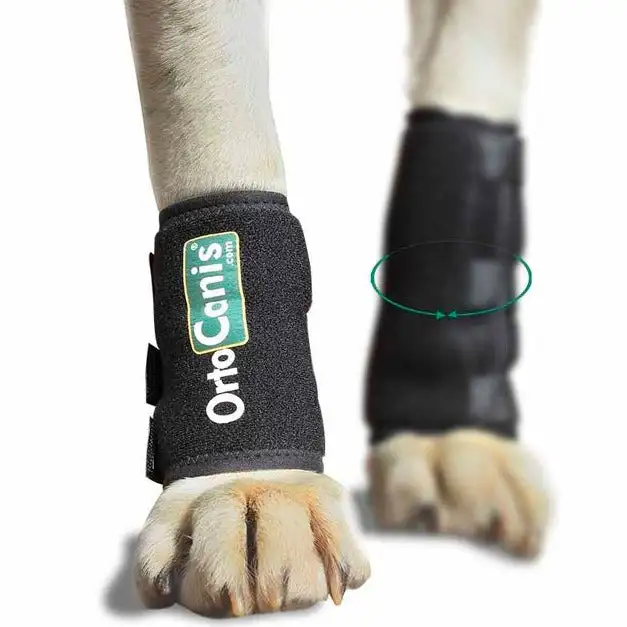 Bracelet pour Chiens avec Lésions Tendineuses ou Musculaires - XXS (5-8 cm)