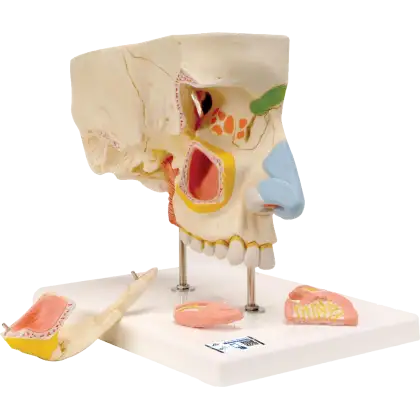 Nez en 5 parties avec sinus paranasaux E20 3B Scientific