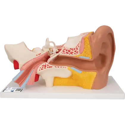 Oreille agrandie 3 fois - 4 parties