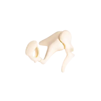 Os d'oreille Erler Zimmer