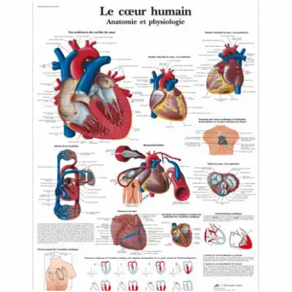 Planche anatomique - Le coeur humain