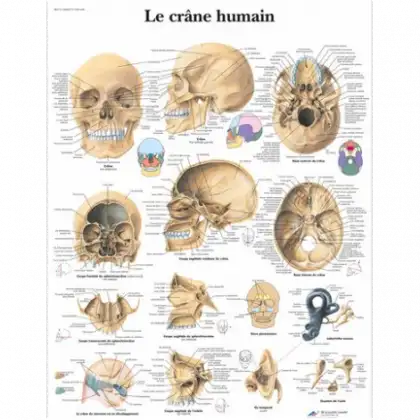 Planche anatomique - Le crâne humain