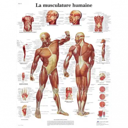 Planche anatomique - La musculation