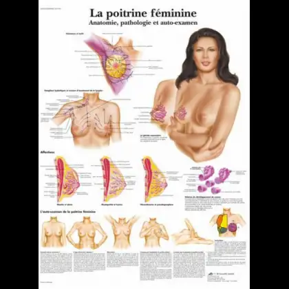 Planche anatomique - La poitrine féminine