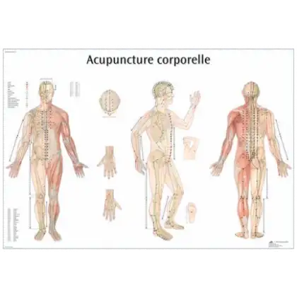 Planche anatomique - Point d'acupuncture corporelle