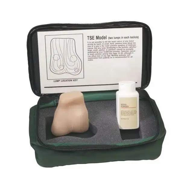 Modèle d'auto-examen des testicules