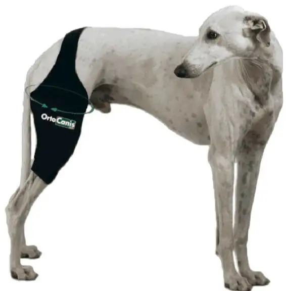 Genouillère pour Chiens avec Bande et Velcro Réglable | Par Tailles - Droite / Xmini (13-14 cm)