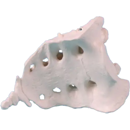 Sacrum avec coccyx Erler Zimmer