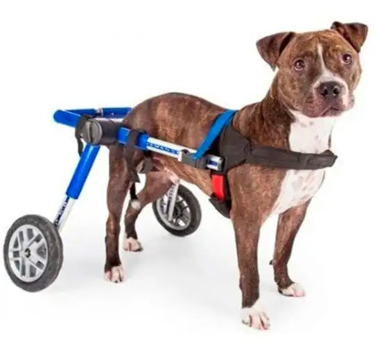 Chariot pour Chiens Adaptables | Support et Soutien Total - Moins de 4 kg / De 5-13 cm / Bleu