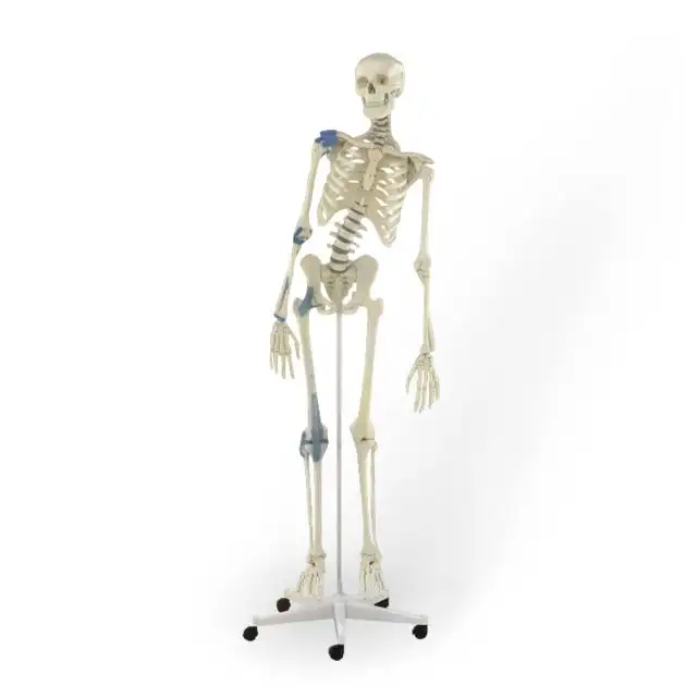 Squelette Toni, mobile, ligaments
