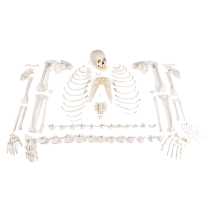 Squelette complet démonté Erler Zimmer