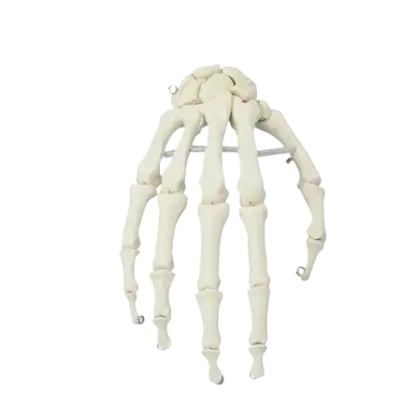 Squelette de la main Erler Zimmer