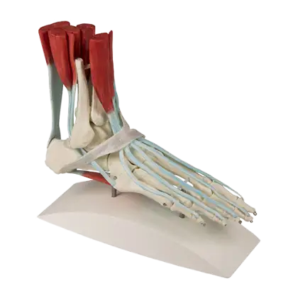 Squelette du pied avec ligaments Erler Zimmer