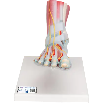 Squelette du pied avec ligaments et muscles