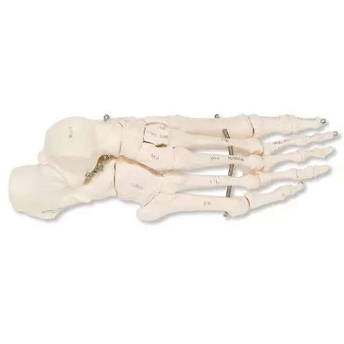 Squelette du pied sur fil de fer 3bs Scientific