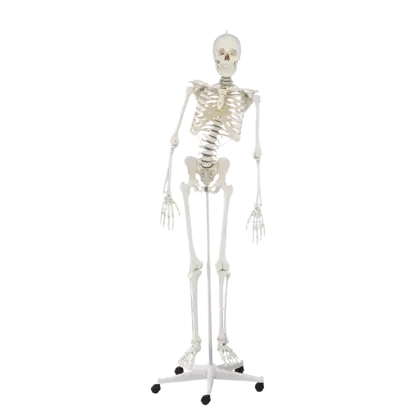 Squelette humain Hugo avec colonne vertébrale mobile Erler Zimmer