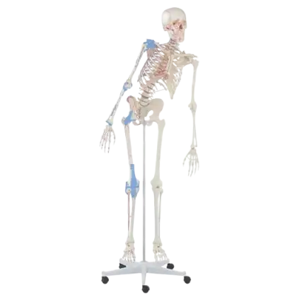 Squelette humain Max mobile avec marquage des muscles et ligaments Erler Zimmer