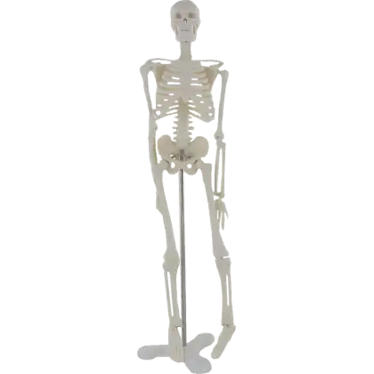 Squelette humain miniature Mediprem
