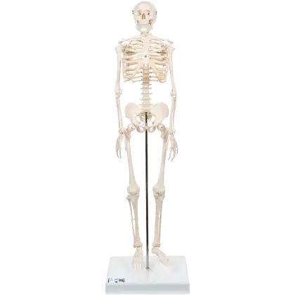 Squelette humain miniature Shorty sur socle