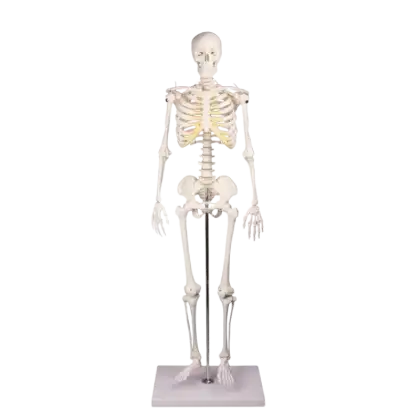 Squelette humain miniature Tom Erler Zimmer