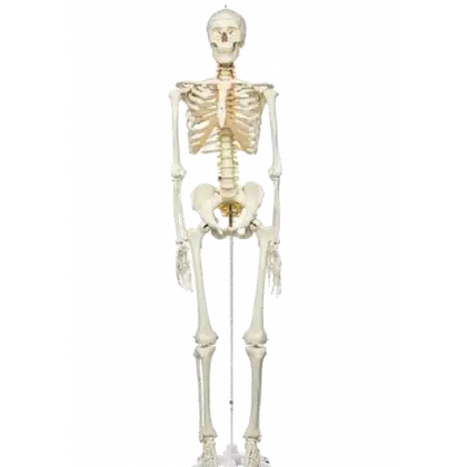 Squelette humain taille réelle FRED Pro Flexible sur support métallique à roulettes